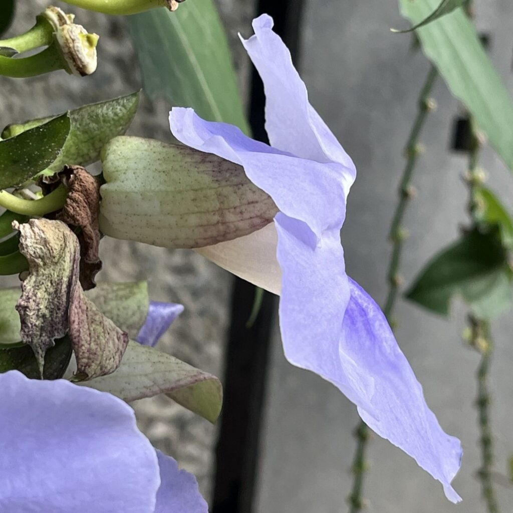 ベンガルヤハズカズラ：花を側面から ／ Bengal Clock Vine - Flower from the side