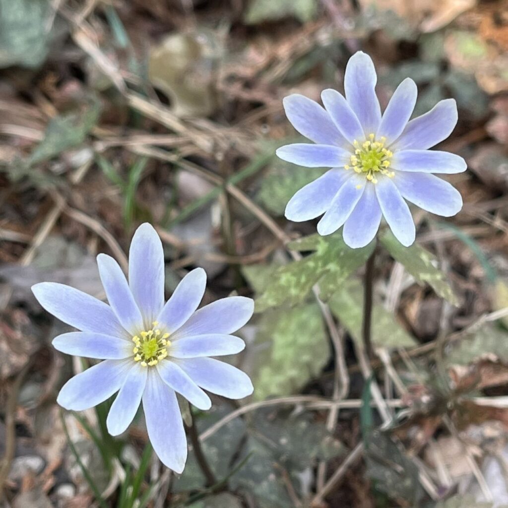 ユキワリイチゲ：２輪の花 ／ Anemone keiskeana - Two flowers