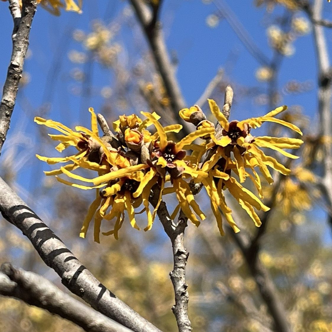 マンサク / Japanese Witch Hazel