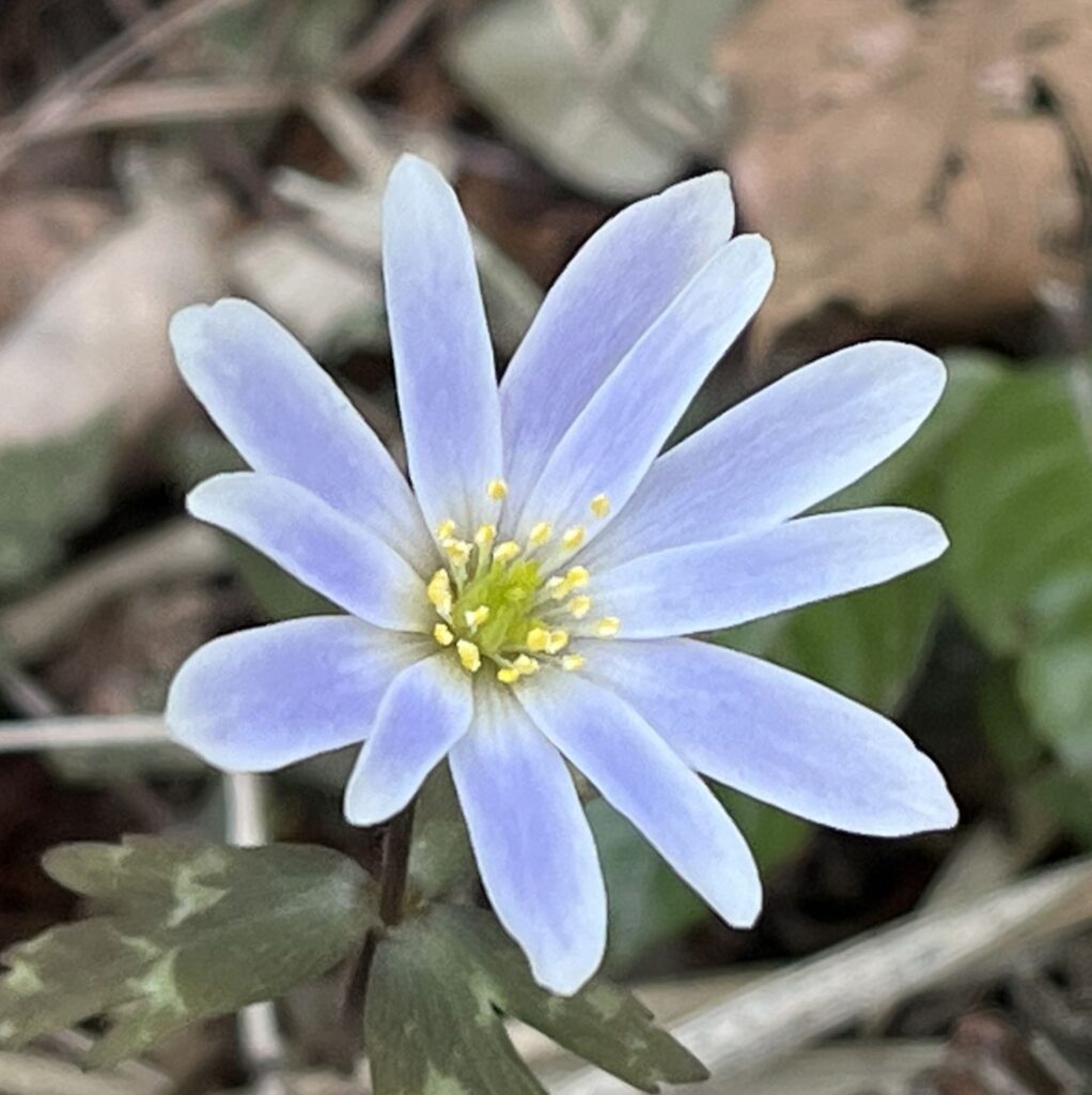 ユキワリイチゲ：花を斜めから ／ Anemone keiskeana - Flower from an angle