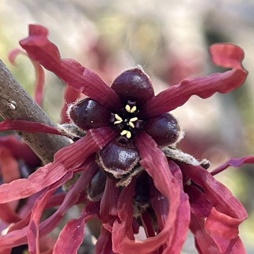 マンサク：ダイアナを近くから ／ Japanese Witch Hazel - Diana up close