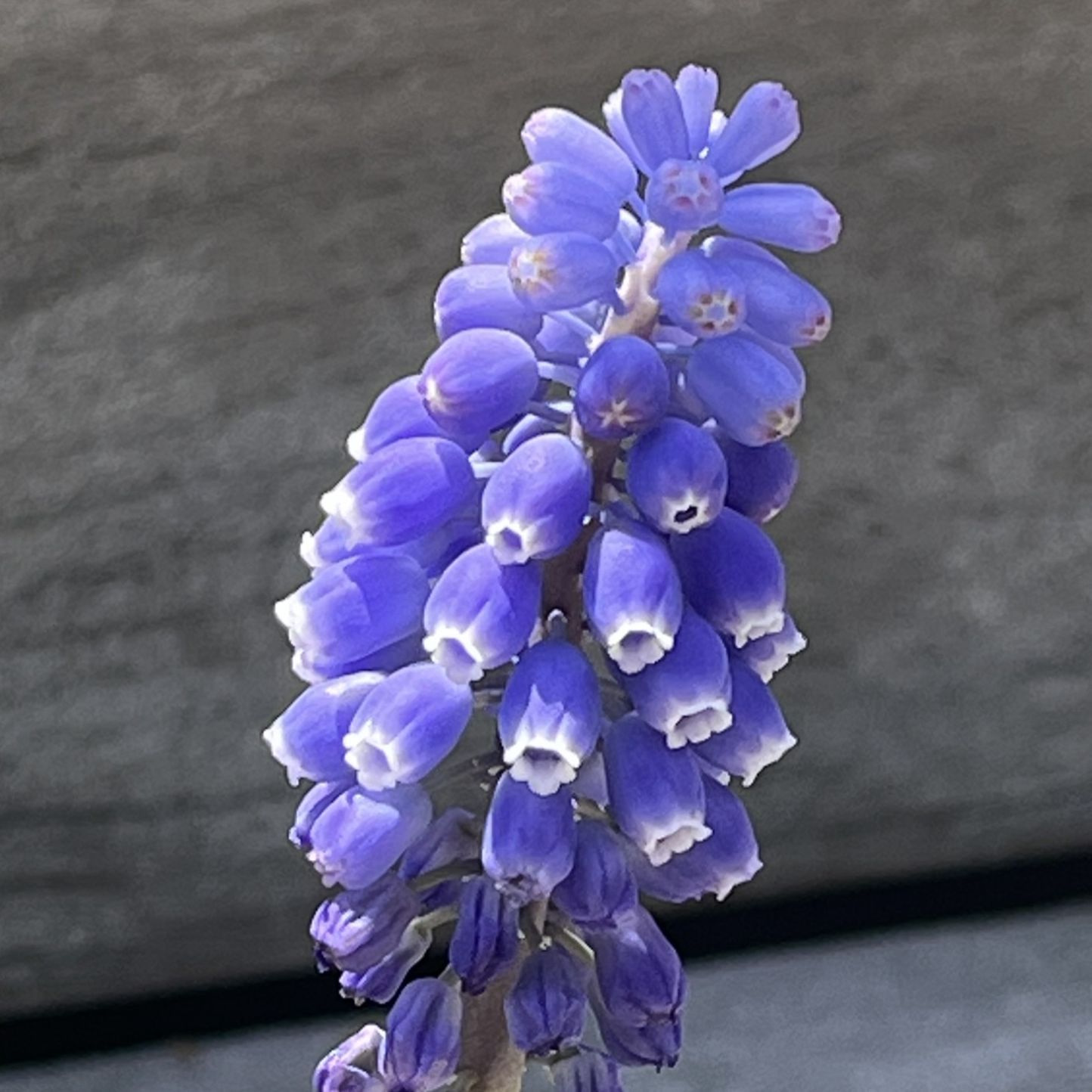 ムスカリ / Grape Hyacinth