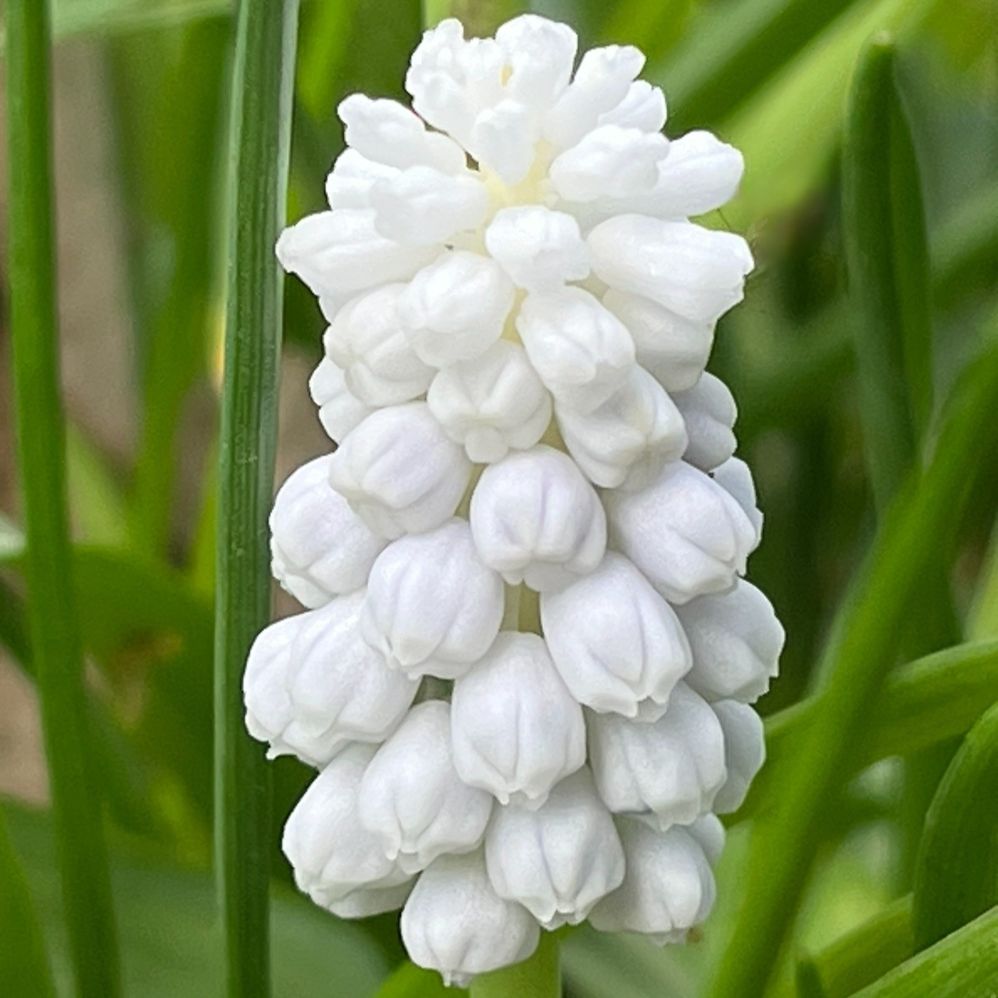 ムスカリ:白色の花々 / Grape Hyacinth - White flowers