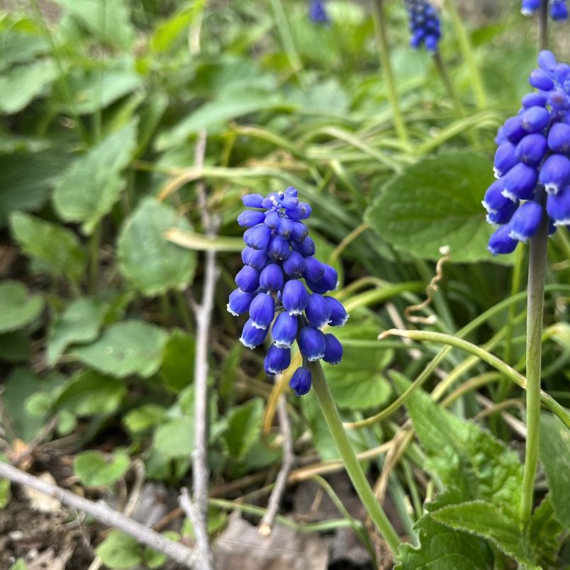 ムスカリ:濃い青紫色の花々 / Grape Hyacinth - Deep violet flowers