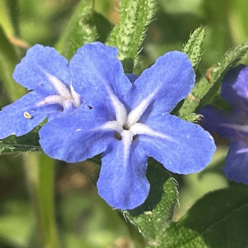ホタルカズラ:花を近くから / Lithospermum zollingeri - Flowers up close