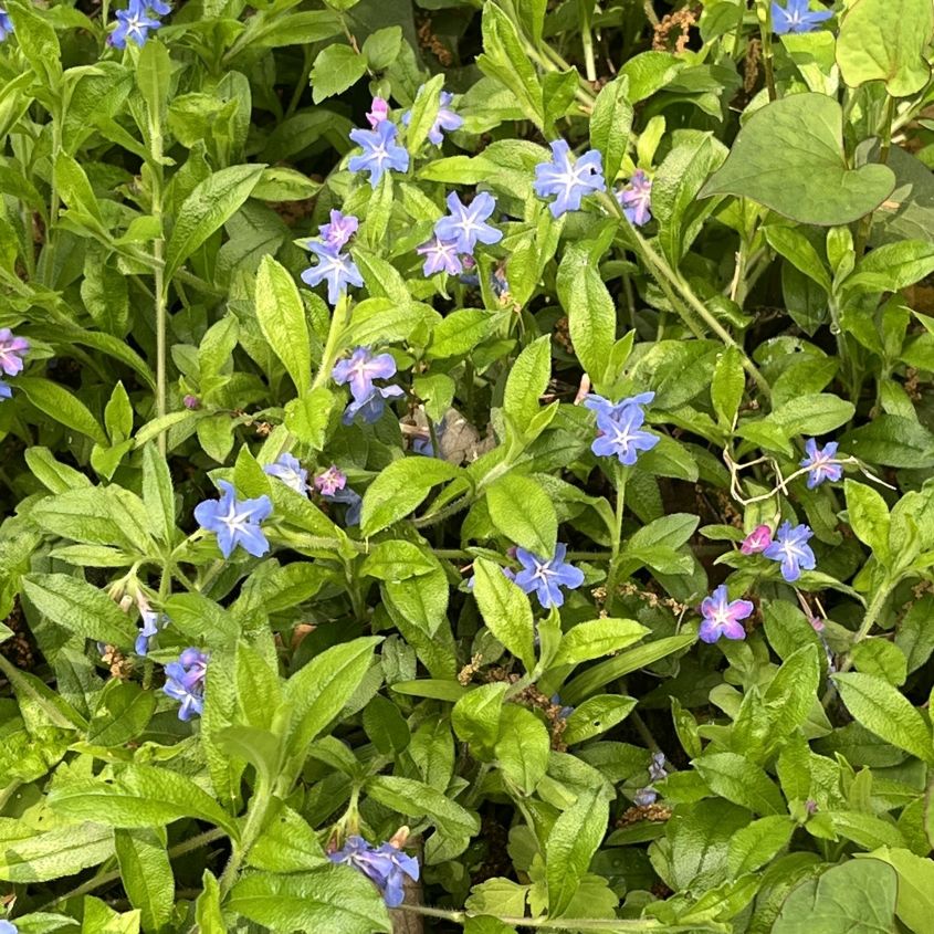 ホタルカズラ:群生を近くから / Lithospermum zollingeri - Clusters up close
