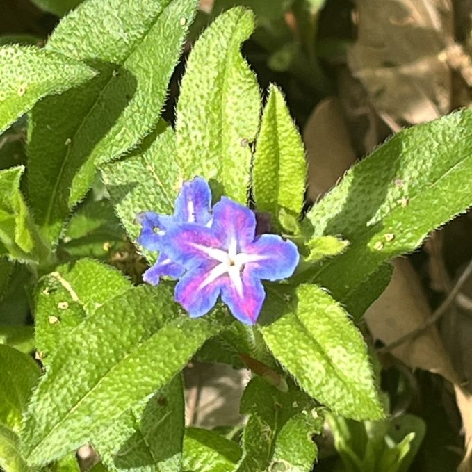 ホタルカズラ:花の咲き始め / Lithospermum zollingeri - Flowers just starting to bloom