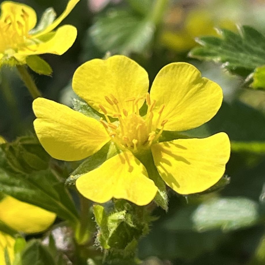 キジムシロ:花を斜めから / Cinquefoil - Flower from an angle