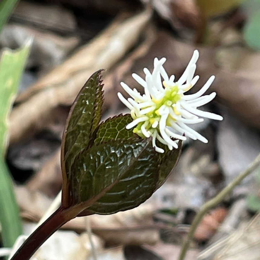 ヒトリシズカ:花を横から / Chloranthus quadrifolius - Flowers from the side