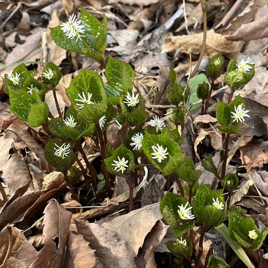 ヒトリシズカ:花の群生 / Chloranthus quadrifolius - Flower cluster