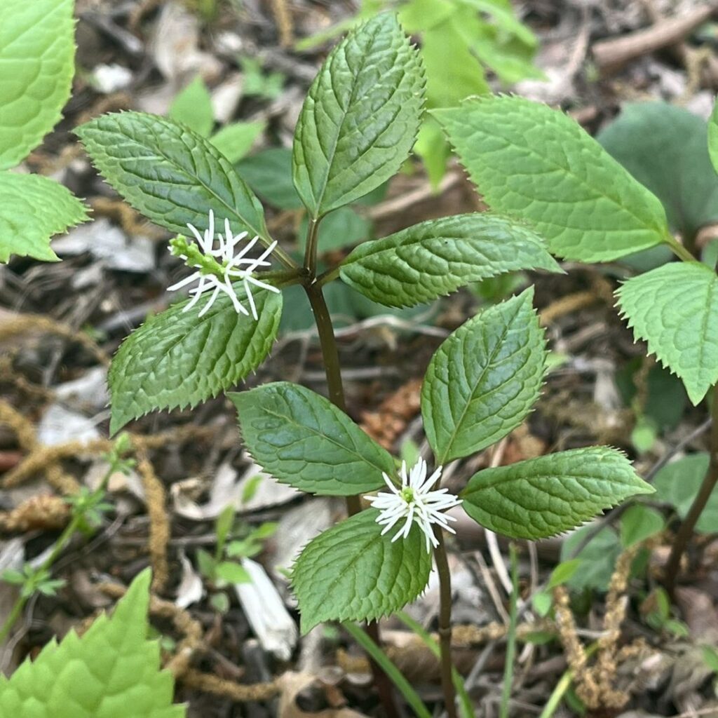 ヒトリシズカ:花の咲き終わり / Chloranthus quadrifolius - Flowers finishing blooming