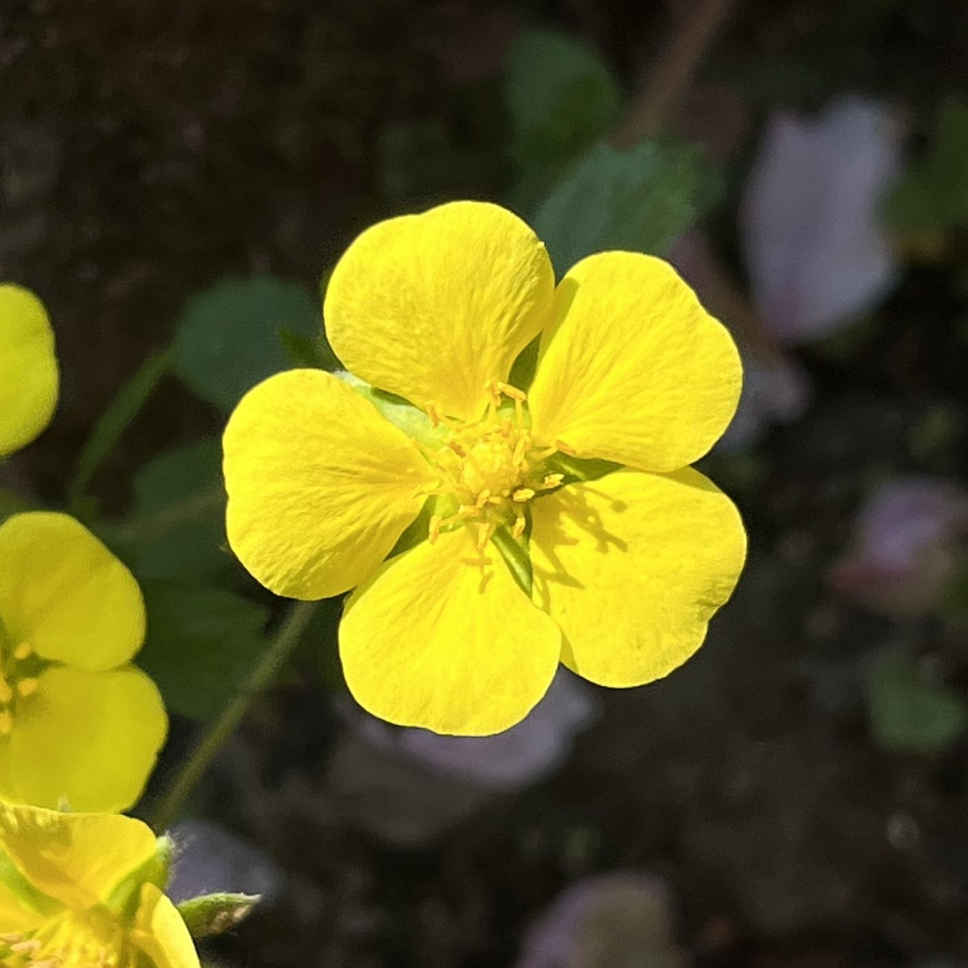 キジムシロ / Cinquefoil