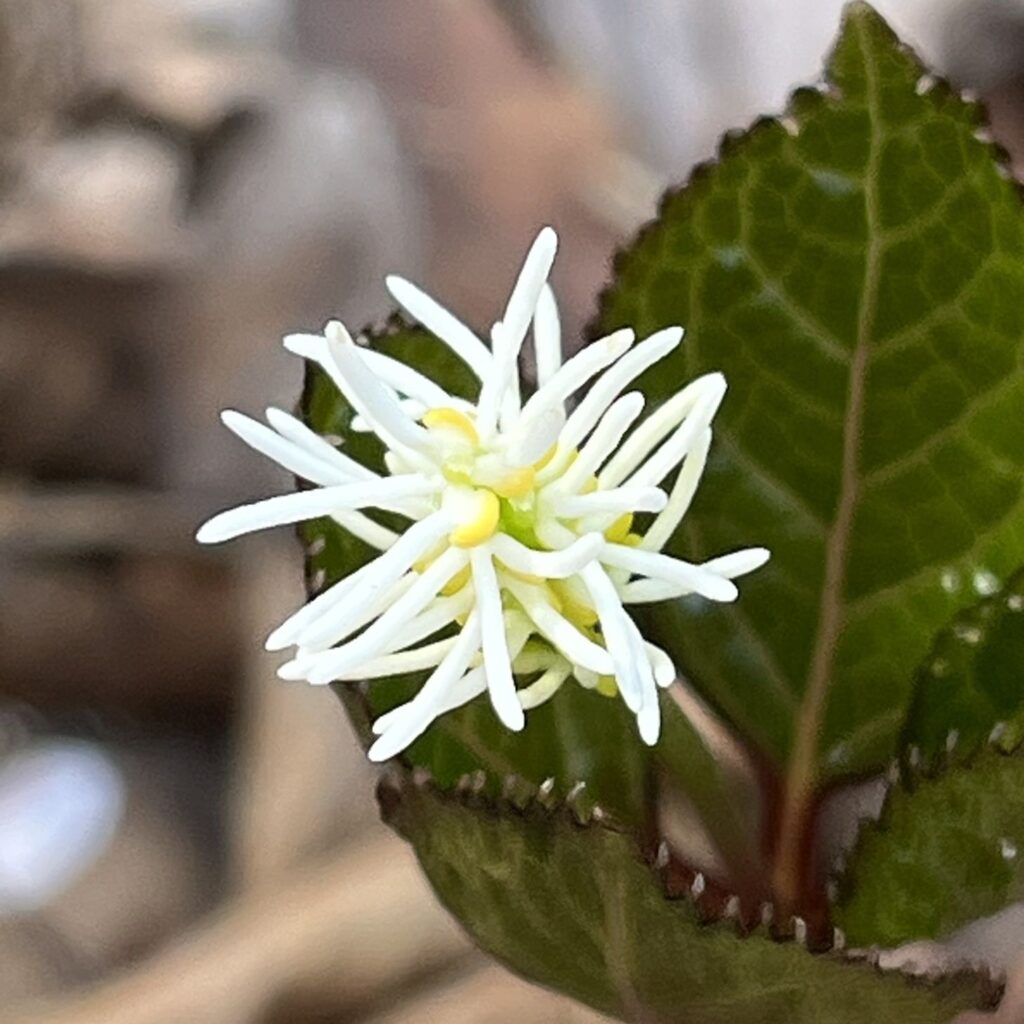 ヒトリシズカ:花を正面から / Chloranthus quadrifolius - Flowers from the front