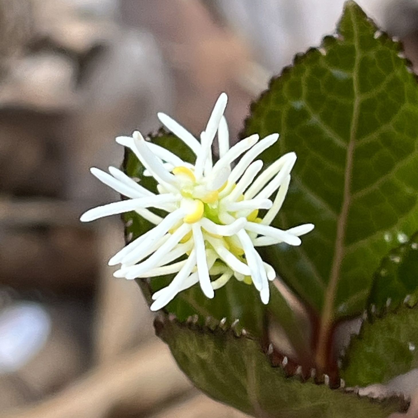 ヒトリシズカ / Chloranthus quadrifolius