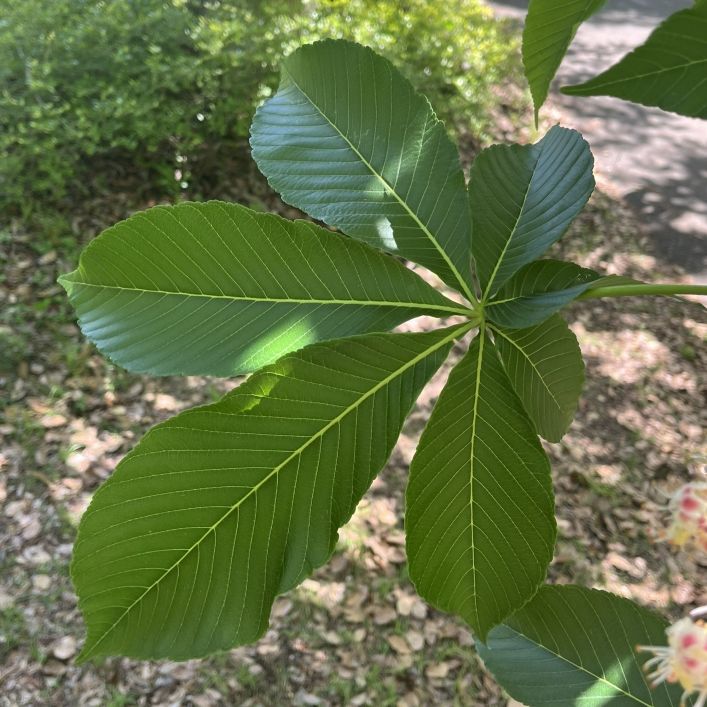 トチノキ:葉 / Japanese Horse Chestnut - Leaves