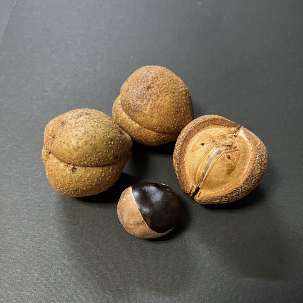 トチノキ:実 / Japanese Horse Chestnut - Fruits