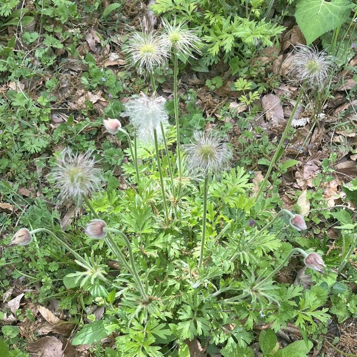 オキナグサ:花後の全体 / Nodding Anemone - Whole plant after flowering