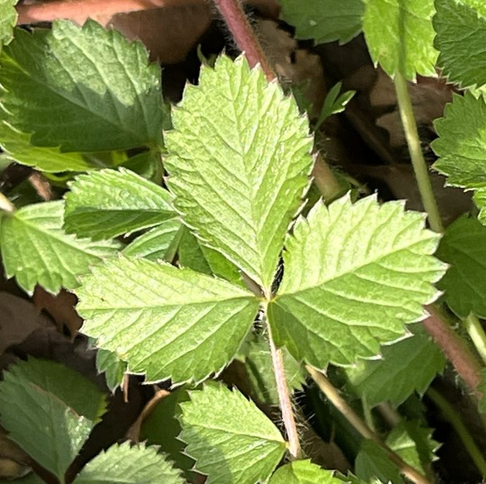 キジムシロ:葉 / Cinquefoil - Leaves