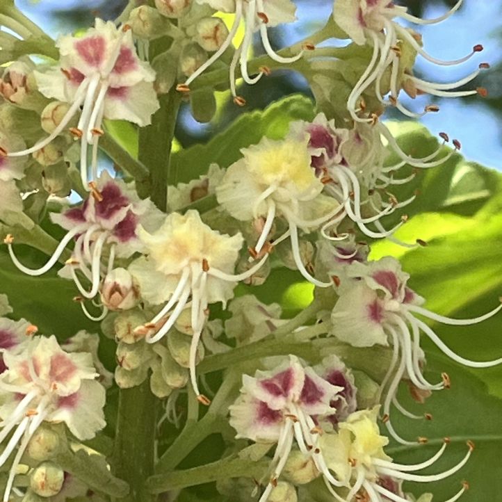 トチノキ:花を近くから / Japanese Horse Chestnut - Flowers up close