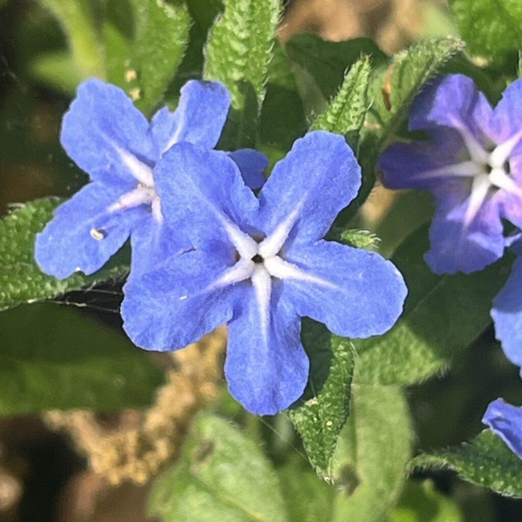 ホタルカズラ:花の咲き終わり / Lithospermum zollingeri - Flowers finish blooming
