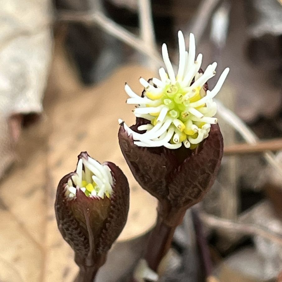 ヒトリシズカ:花の咲き始め / Chloranthus quadrifolius - Flowers beginning to bloom