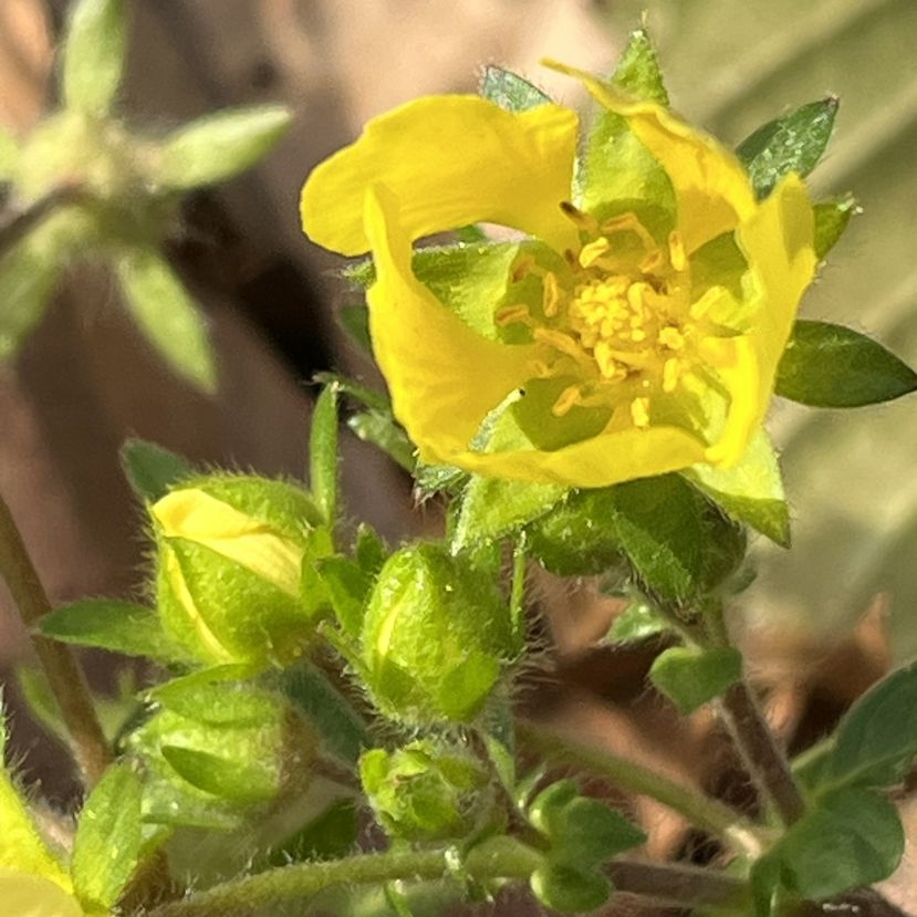 キジムシロ:蕾と花 / Cinquefoil - Buds and flowers