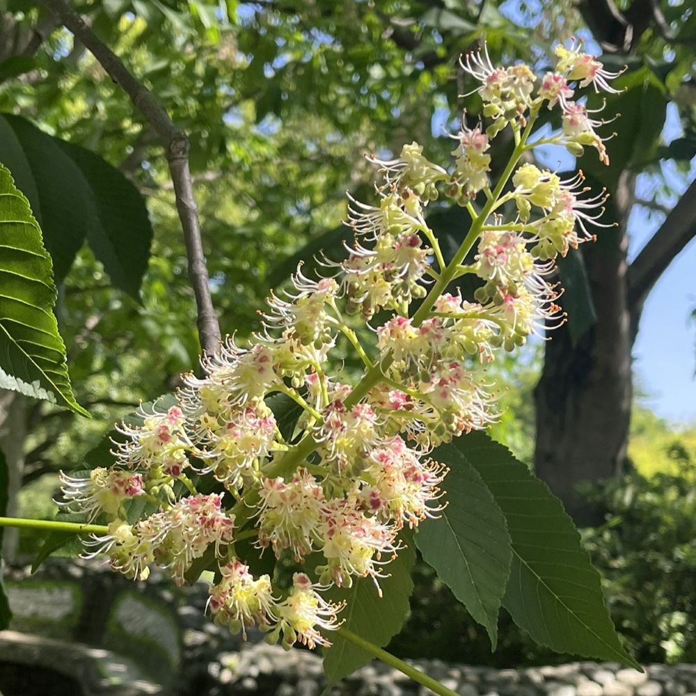 トチノキ:花穂 / Japanese Horse Chestnut - Flower spike
