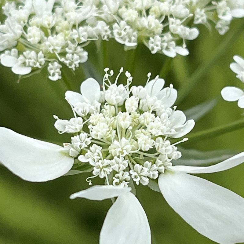 ハナカザリゼリ:花々をもっと近くから / White Lace Flower - Flowers even closer