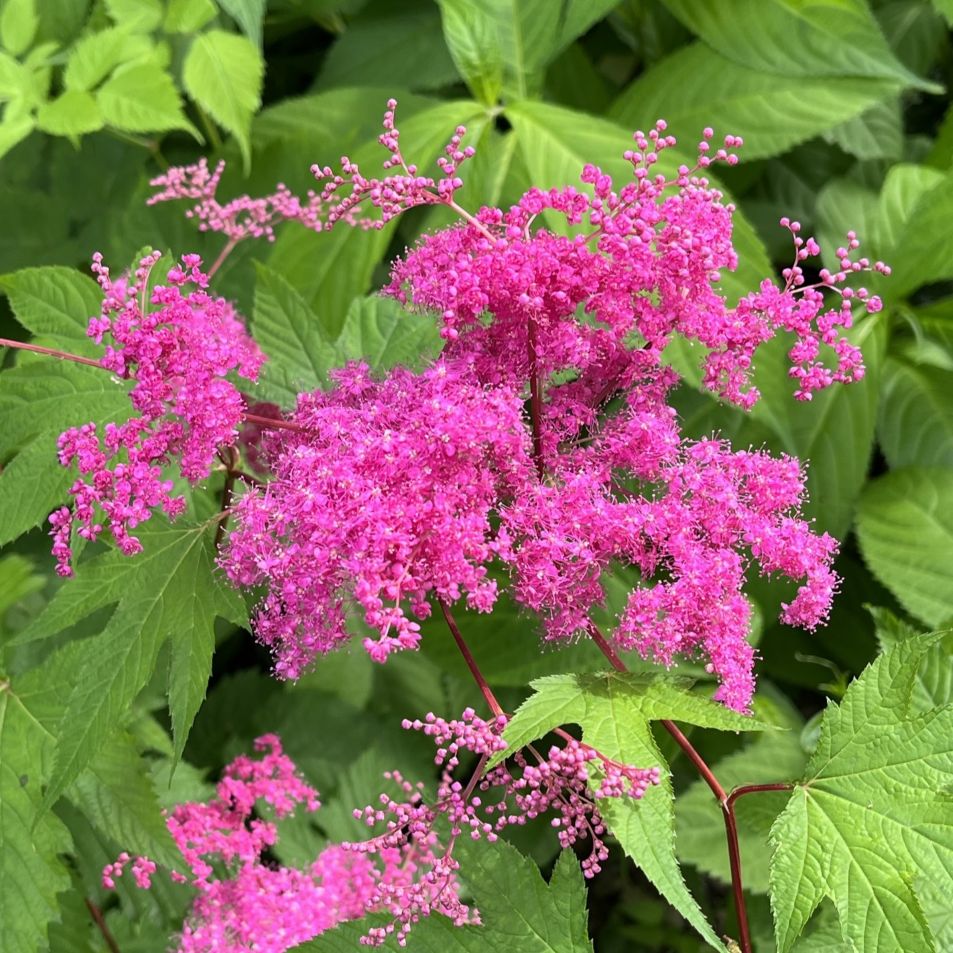 キョウガノコ:花を横から / Japanese Meadowsweet - Flowers from the side