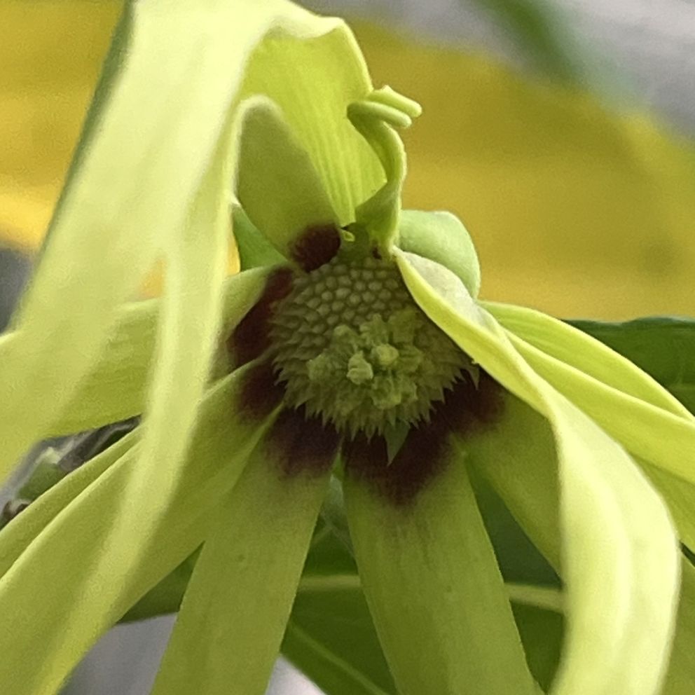 イランイランノキ:花を下から / Ylang Ylang - Flower from below