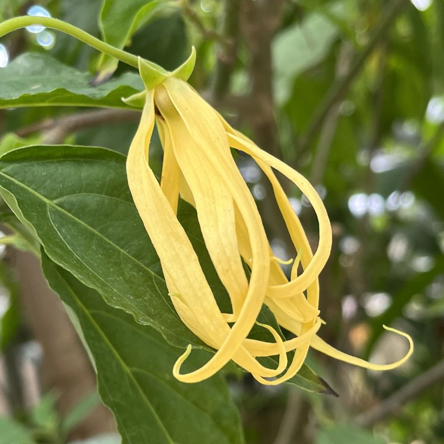 イランイランノキ:花の咲き終わり / Ylang Ylang - Flower ending to bloom