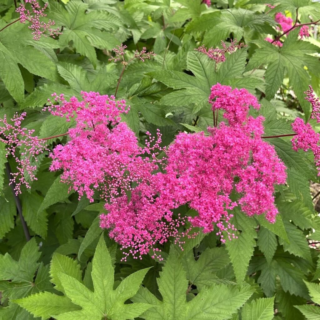 キョウガノコ:全体 / Japanese Meadowsweet - Whole flowers