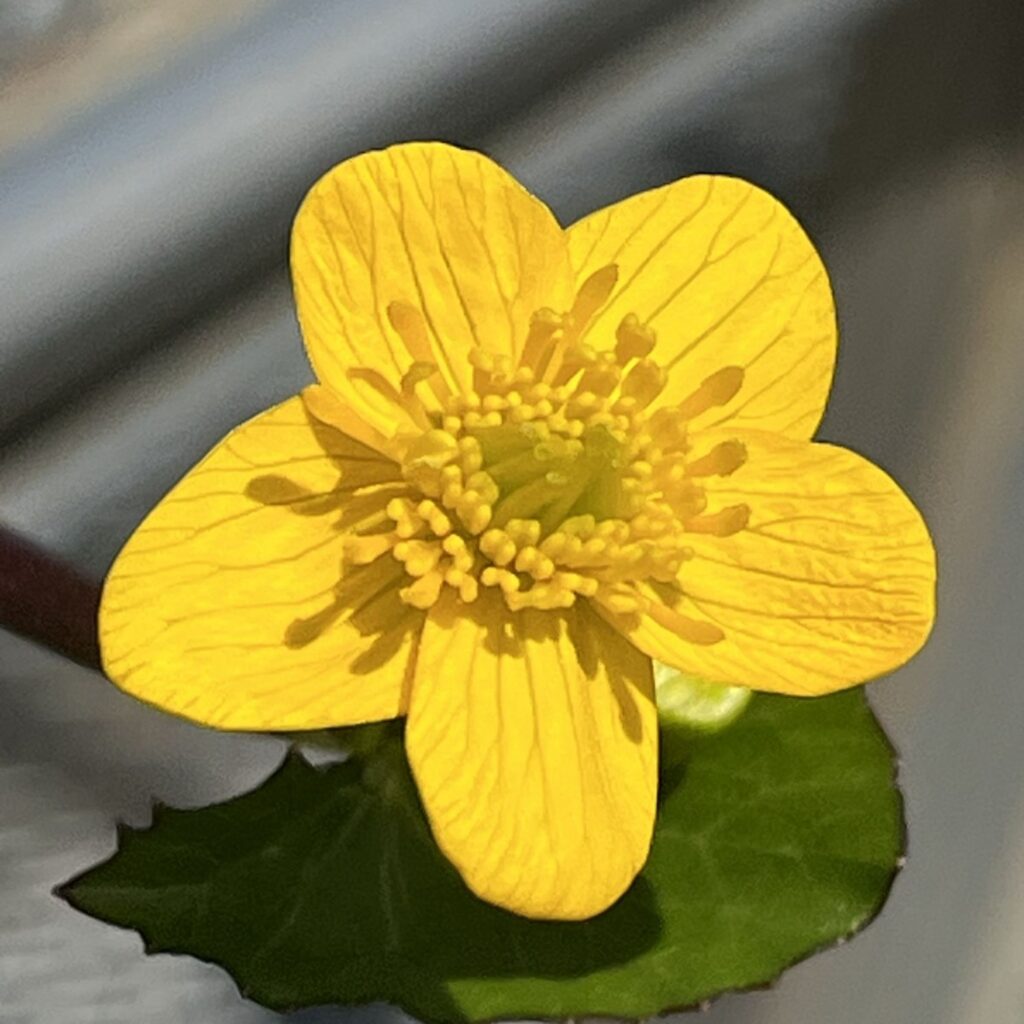 エンコウソウ：花を斜めから ／ Yellow Marsh Marigold - Flower from an angle