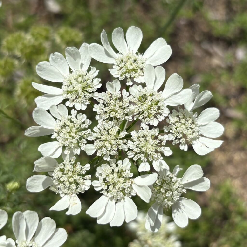 ハナカザリゼリ:花々を近くから / White Lace Flower - Flowers up close