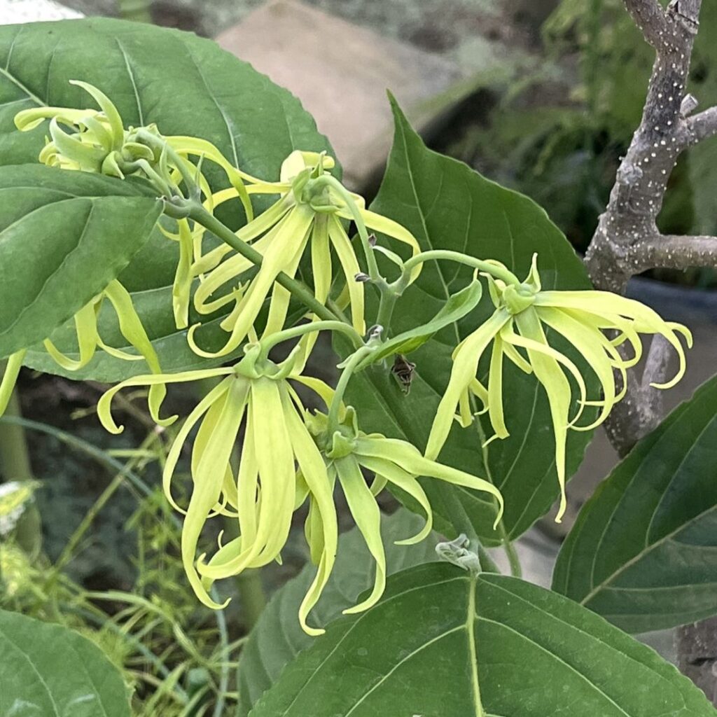 イランイランノキ:花々 / Ylang Ylang - Flowers