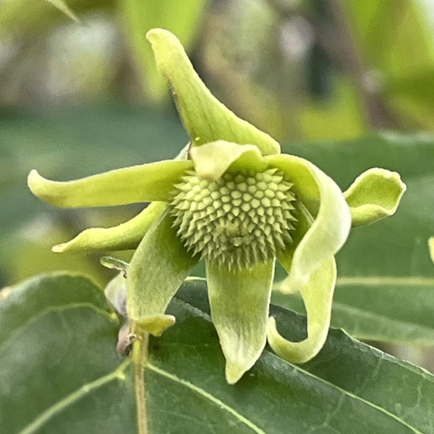イランイランノキ:花の咲き始め / Ylang Ylang - Flower beginning to bloom