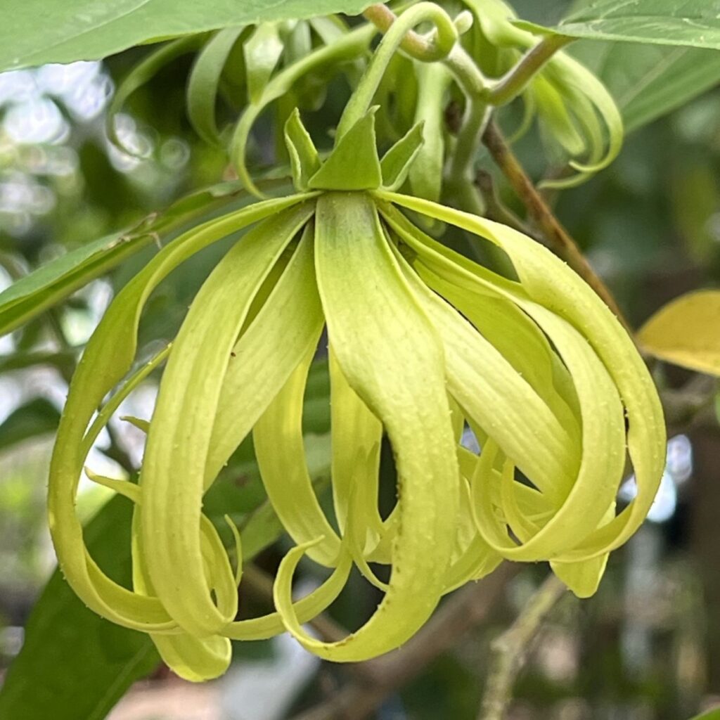 イランイランノキ:花 / Ylang Ylang - Flower