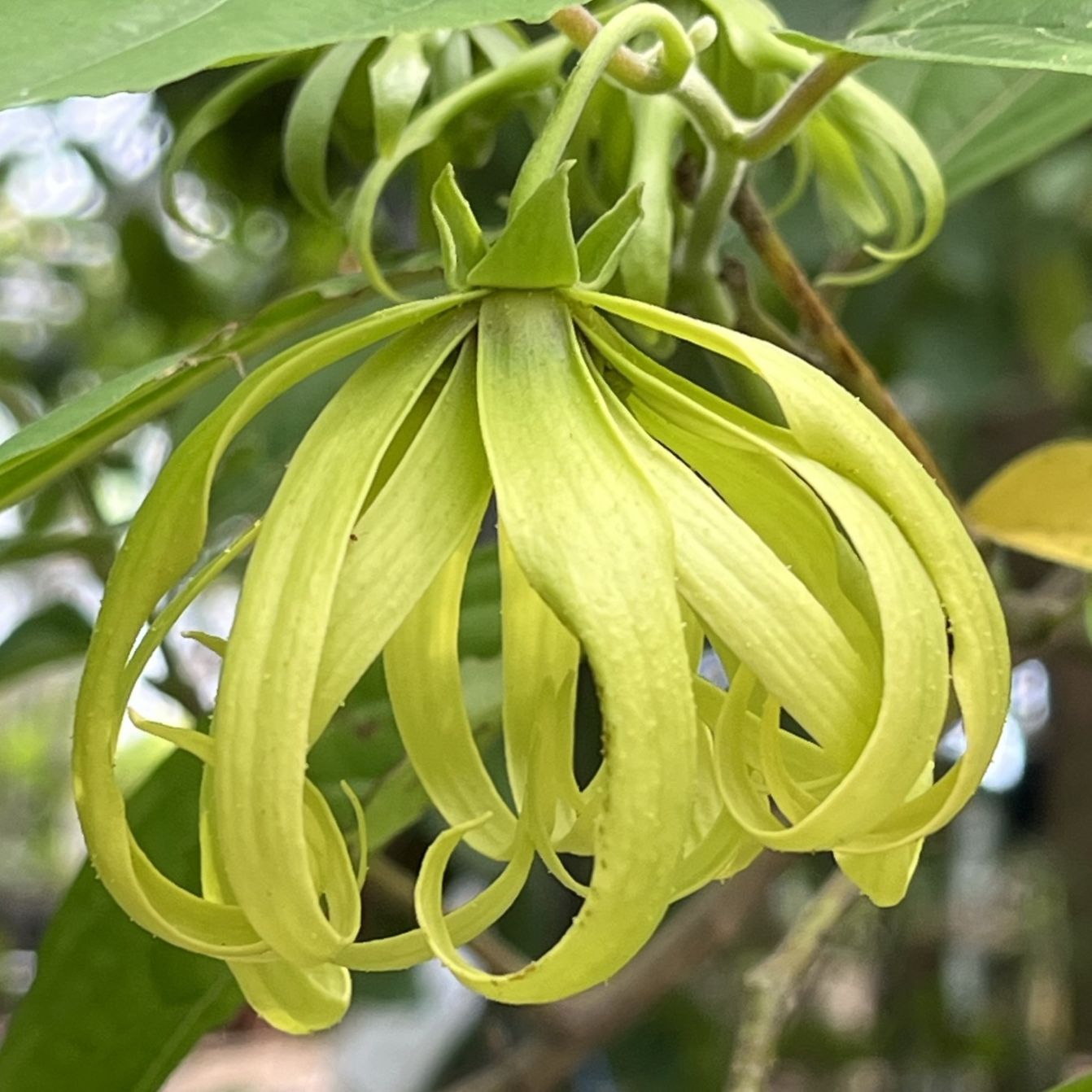 イランイランノキ / Ylang Ylang