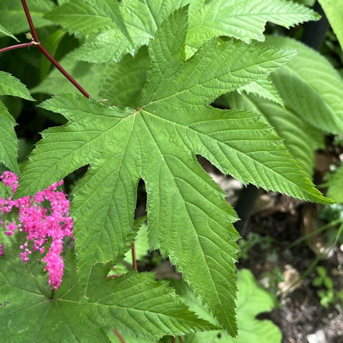 キョウガノコ:葉 / Japanese Meadowsweet - Leaves