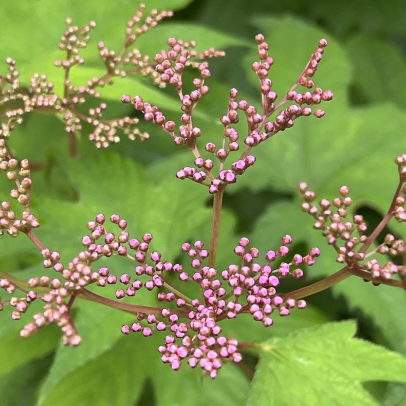 キョウガノコ:蕾 / Japanese Meadowsweet - Buds