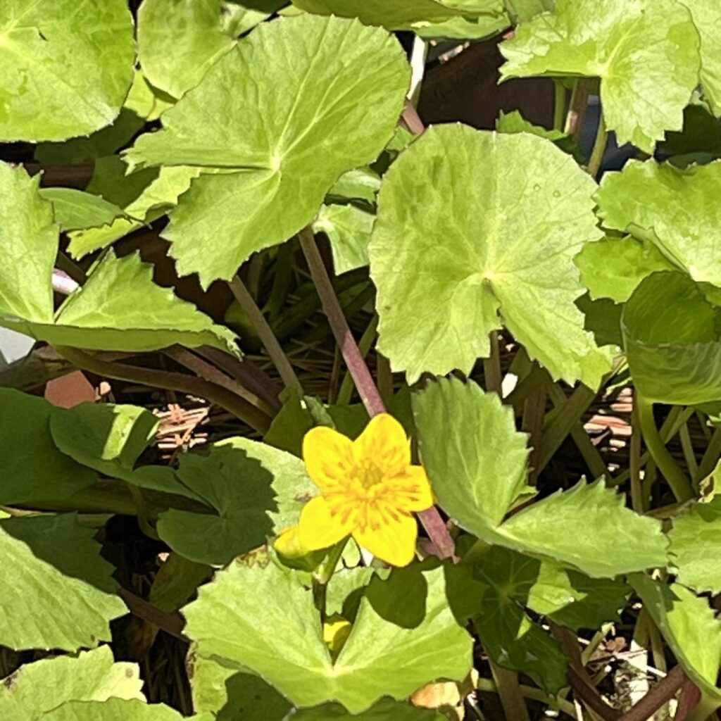 エンコウソウ：茎と葉と花 ／ Yellow Marsh Marigold - Stems, leaves and flower