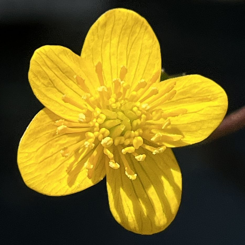 エンコウソウ：花を正面から ／ Yellow Marsh Marigold - Flower from the front