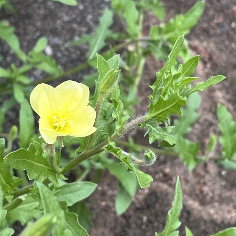 コマツヨイグサ:茎と葉と蕾と花 / Cutleaf Evening Primrose - Stem, leaves, buds and flower