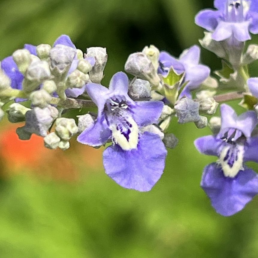 ニンジンボク:花 / Five-leaved Chaste Tree - Flowers