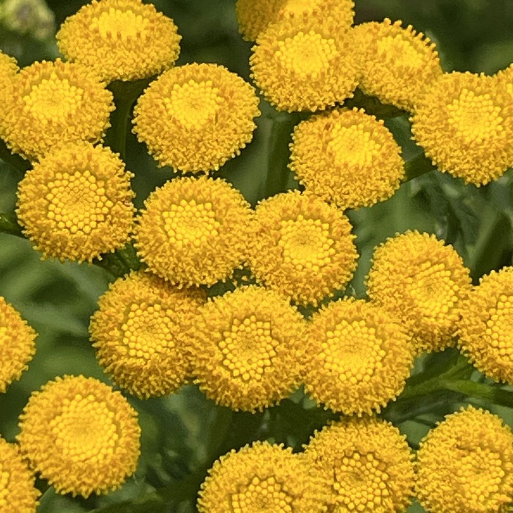 ヨモギギク:花を近くから / Tansy - Flowers up close