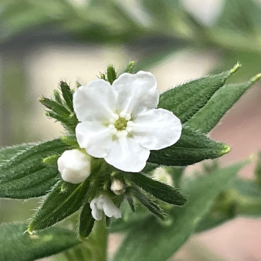 ムラサキ:花を正面から / Purple Gromwell - A flower from the front