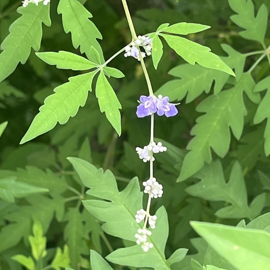 ニンジンボク:葉と花 / Five-leaved Chaste Tree - Leaves and flowers