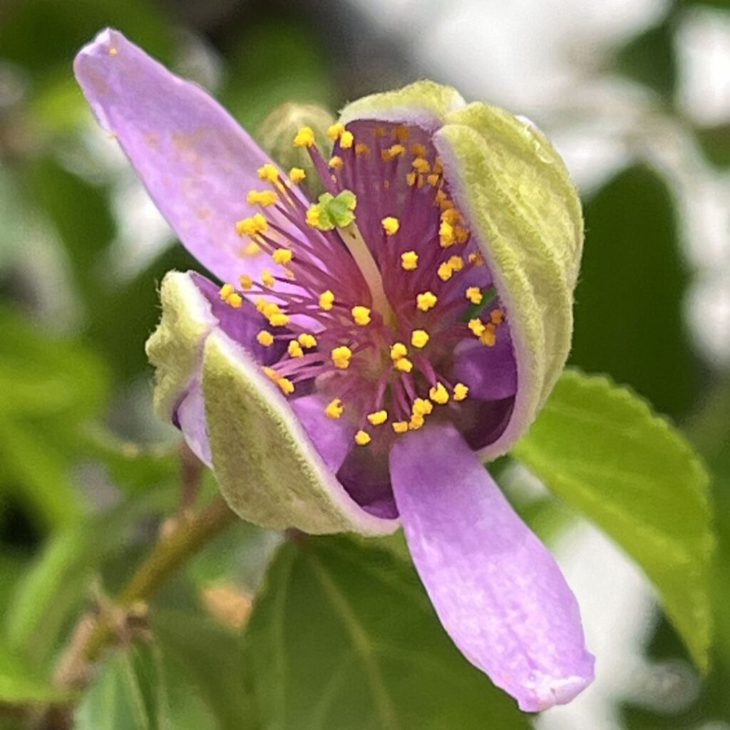スイレンボク:花の咲き始め / Lavender Star Flower - Flower just starting to bloom