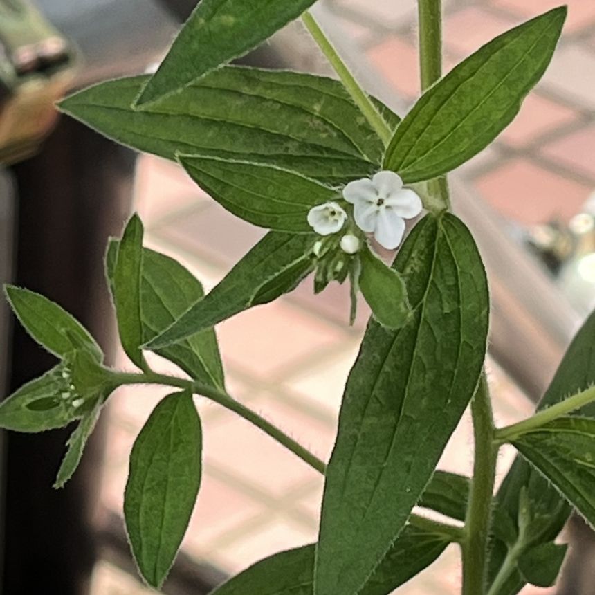 ムラサキ:茎と葉と花 / Purple Gromwell - Stems, leaves and flowers
