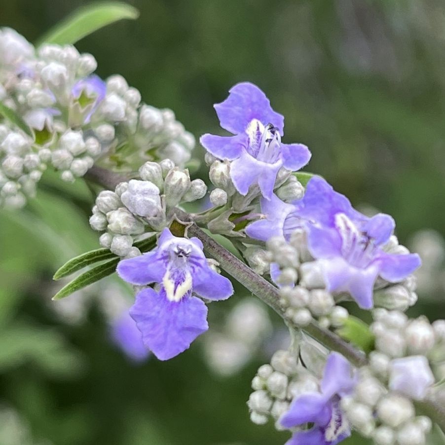 ニンジンボク:蕾と花 / Five-leaved Chaste Tree - Buds and flowers